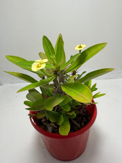 Euphorbia Milli #913