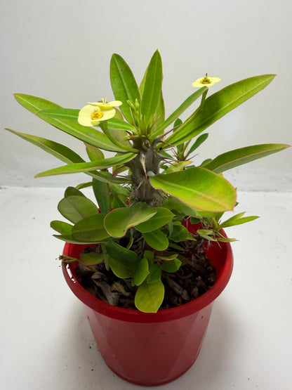 Euphorbia Milli #913