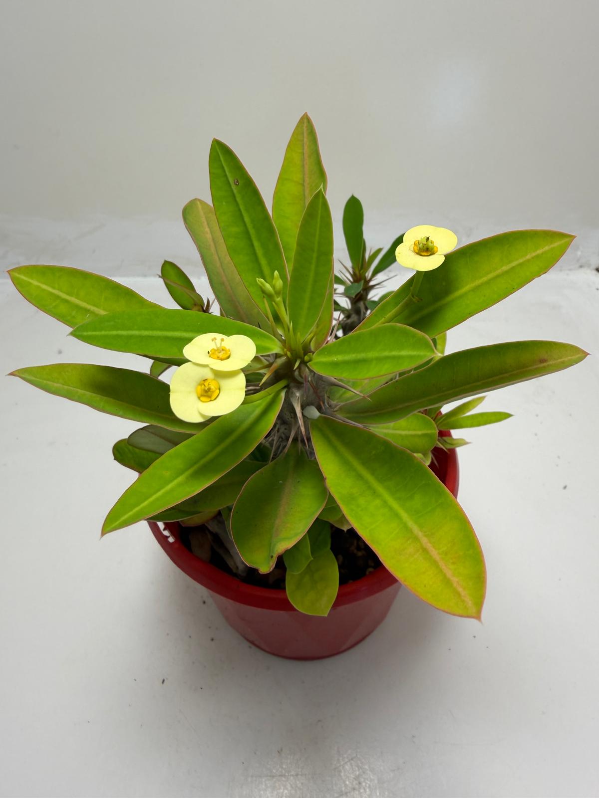 Euphorbia Milli #913