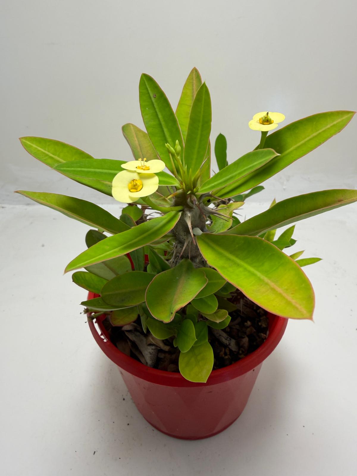 Euphorbia Milli #913