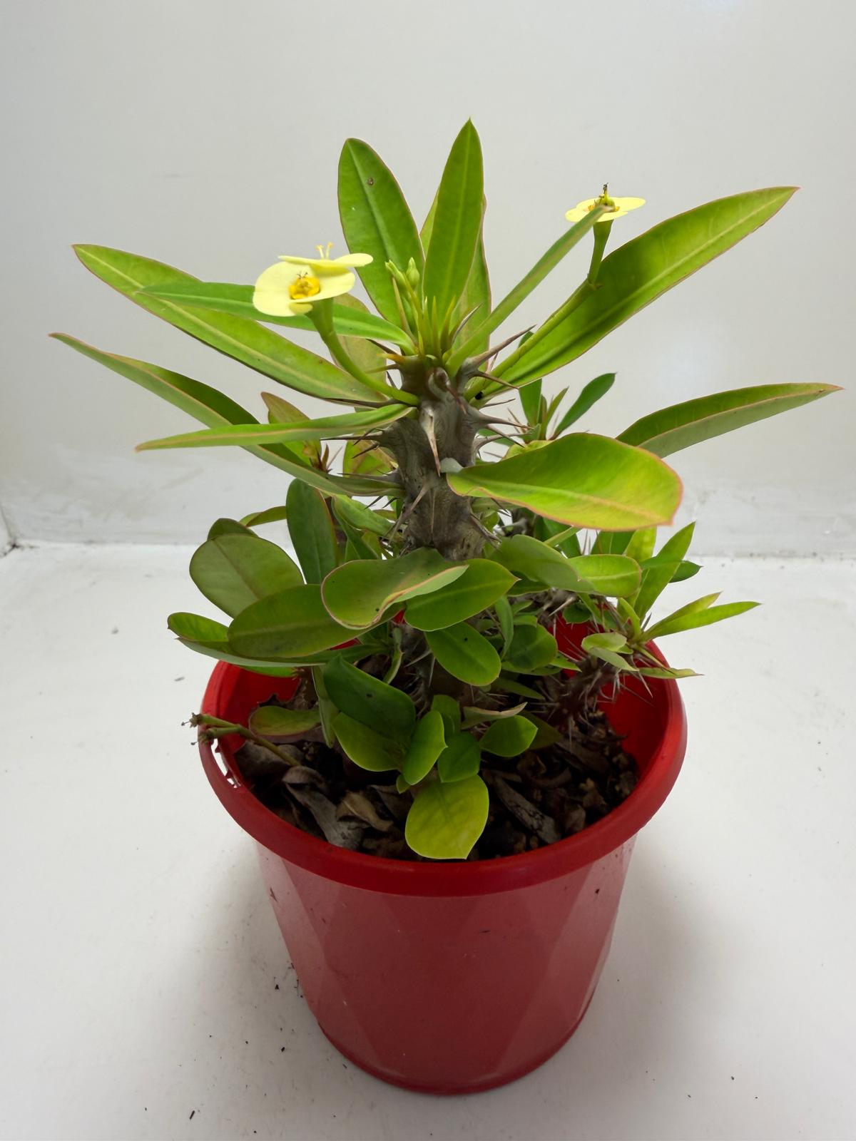Euphorbia Milli #913
