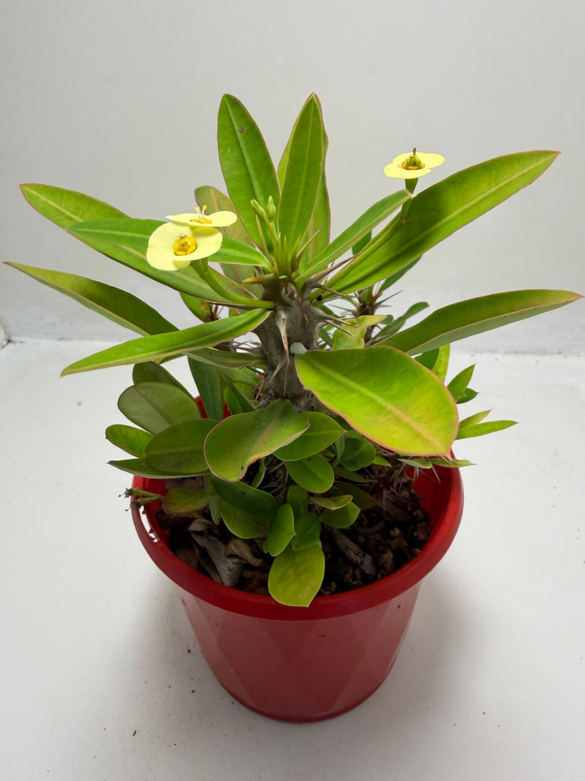 Euphorbia Milli #913