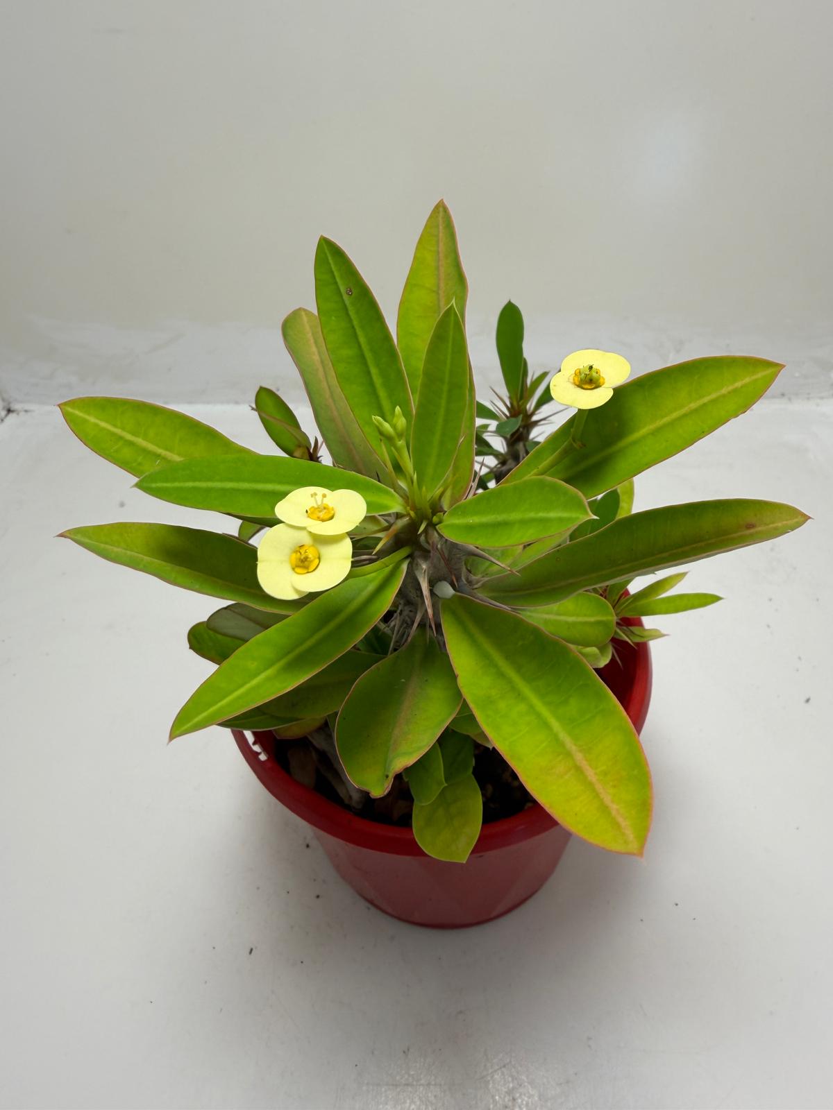 Euphorbia Milli #913