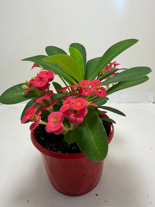 Euphorbia Milli #905