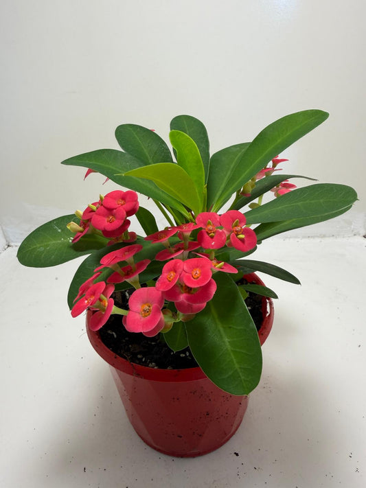 Euphorbia Milli #905