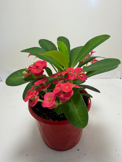Euphorbia Milli #905