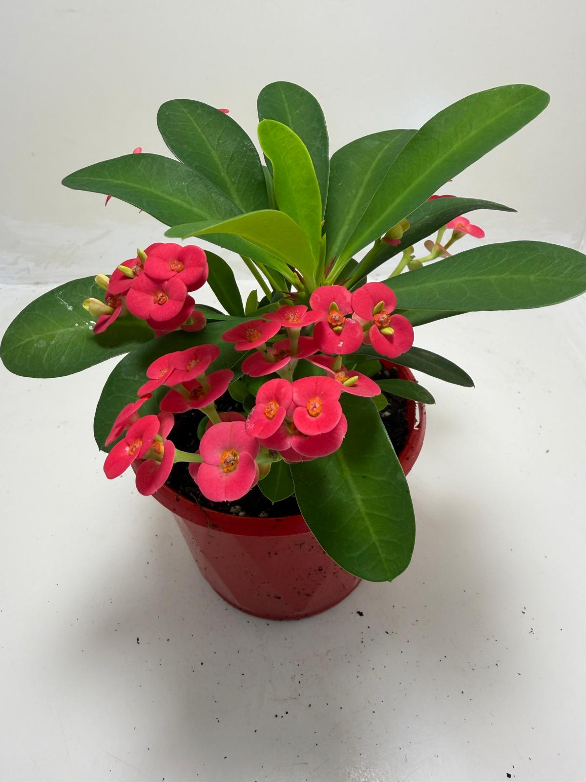 Euphorbia Milli #905