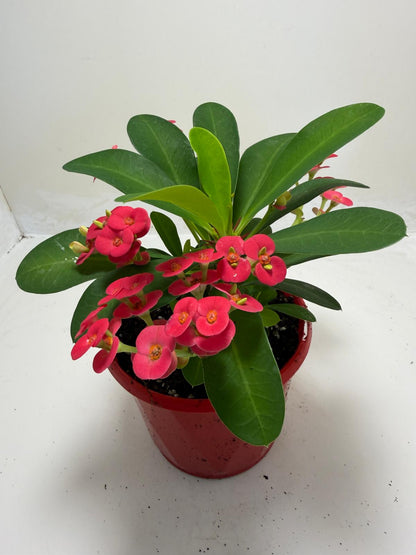 Euphorbia Milli #905