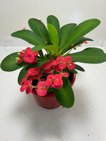 Euphorbia Milli #905
