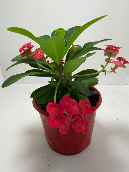 Euphorbia Milli #905