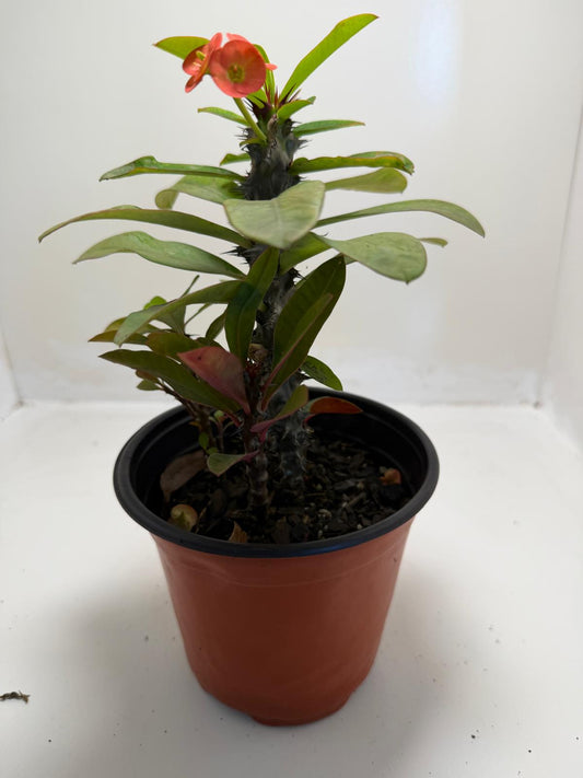 Euphorbia Milli #908
