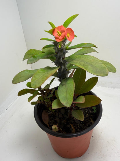 Euphorbia Milli #908