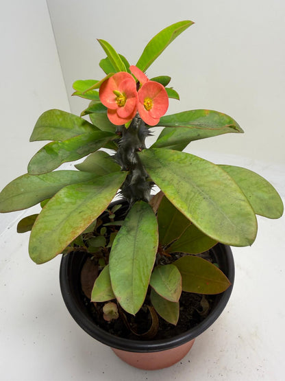 Euphorbia Milli #908