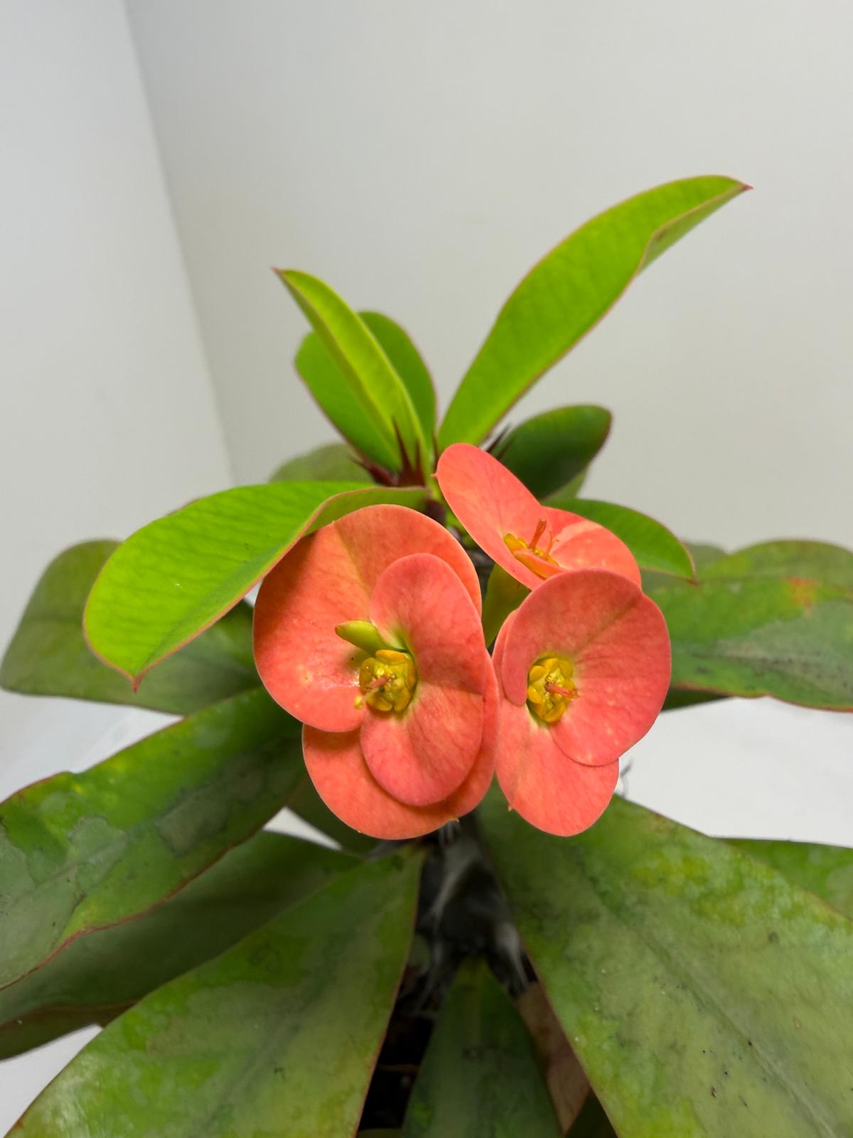Euphorbia Milli #908