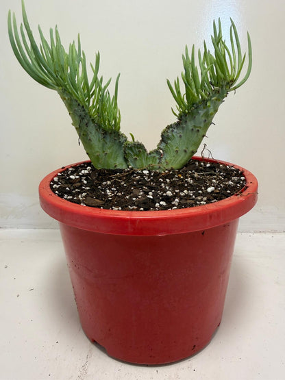 Mermaid Tail : Crested Senecio Talinoides - Narrow Leaf Chalk Stick #905