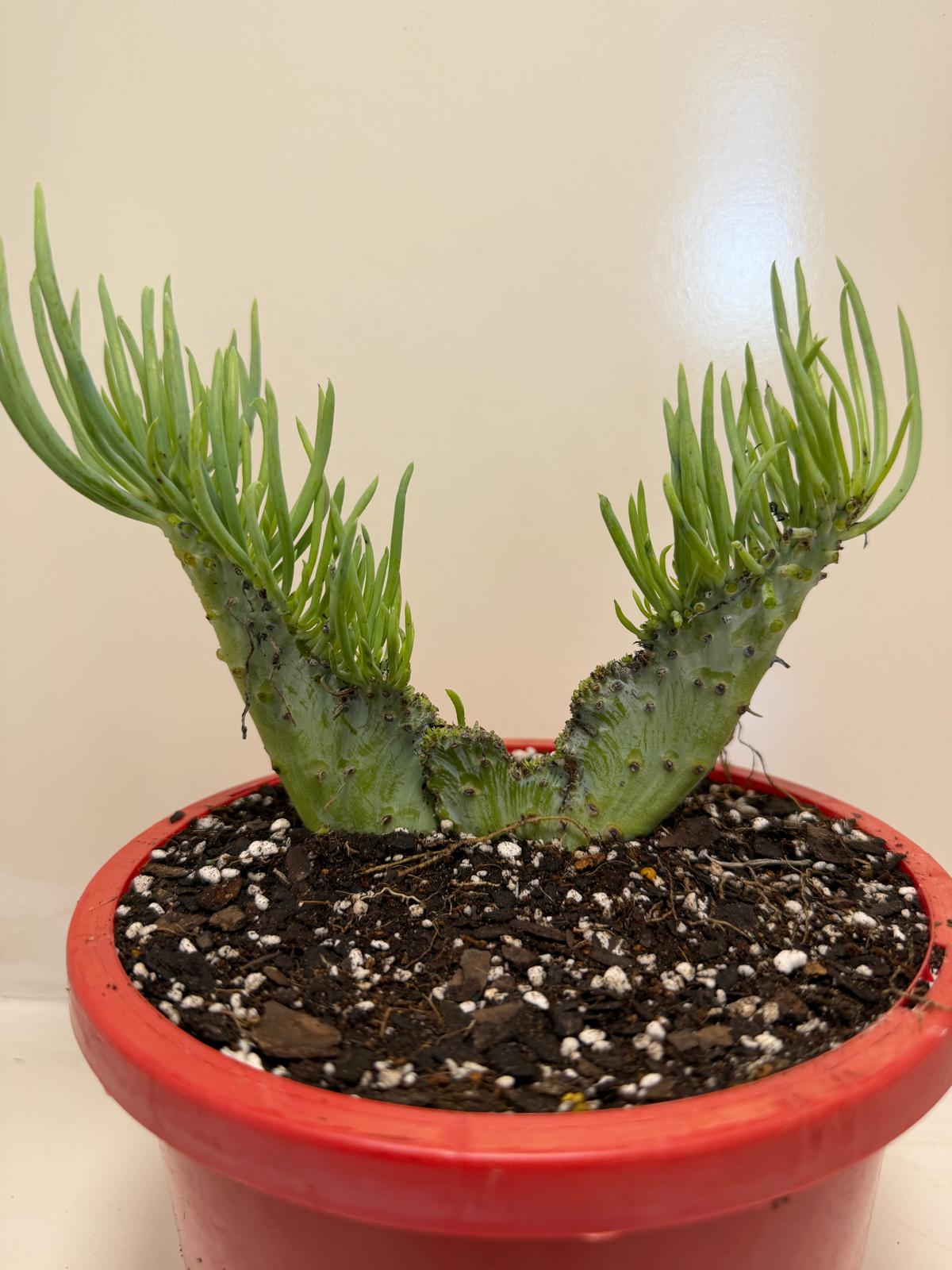 Mermaid Tail : Crested Senecio Talinoides - Narrow Leaf Chalk Stick #905