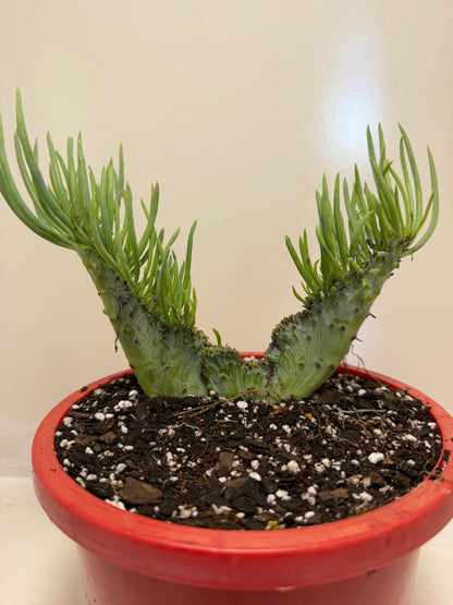 Mermaid Tail : Crested Senecio Talinoides - Narrow Leaf Chalk Stick #905