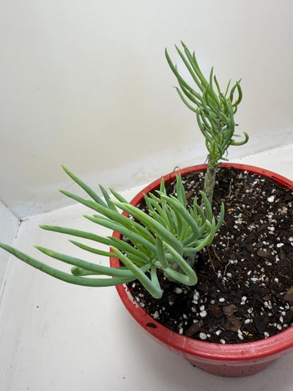 Mermaid Tail : Crested Senecio Talinoides - Narrow Leaf Chalk Stick #905