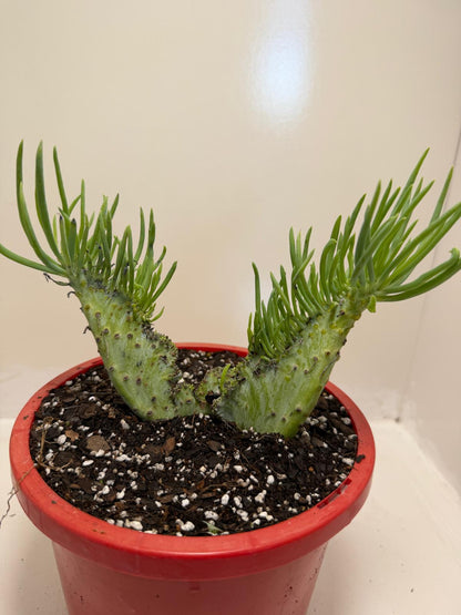 Mermaid Tail : Crested Senecio Talinoides - Narrow Leaf Chalk Stick #905