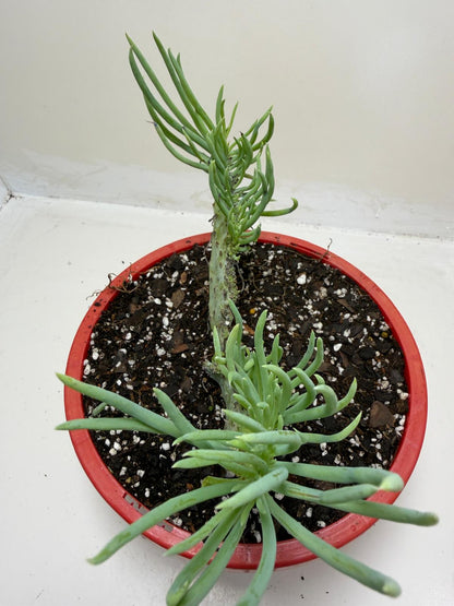 Mermaid Tail : Crested Senecio Talinoides - Narrow Leaf Chalk Stick #905