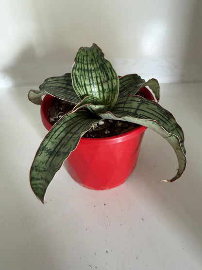 Buy Sansevieria Cleopatra | Easy Care Houseplant
