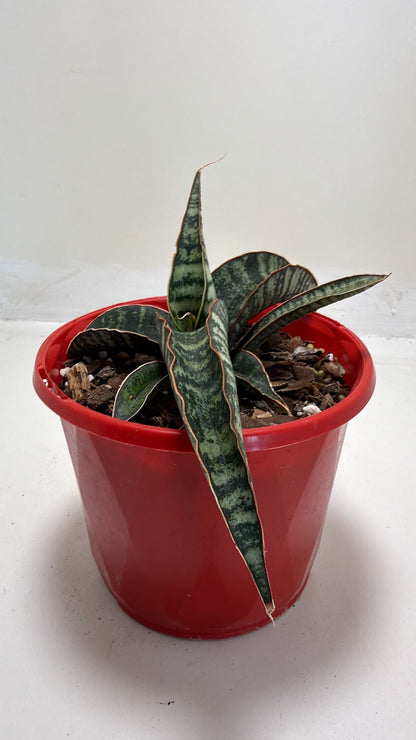 Sansevieria cylindrica African Spear Plant|130mm