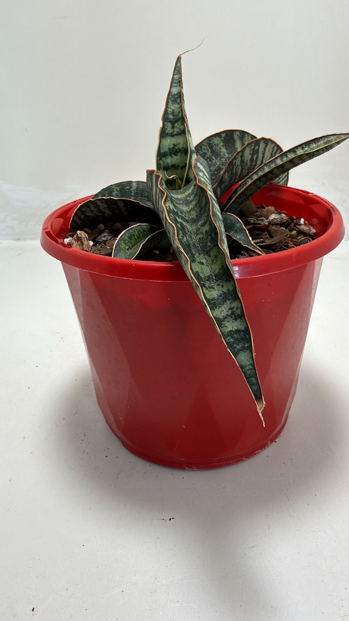 sansevieria cylindrica african spear Sansevieria cylindrica African Spear Plant|130mm