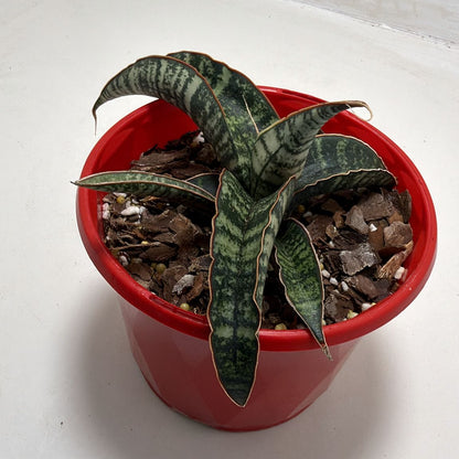 Sansevieria cylindrica African Spear Plant|130mm