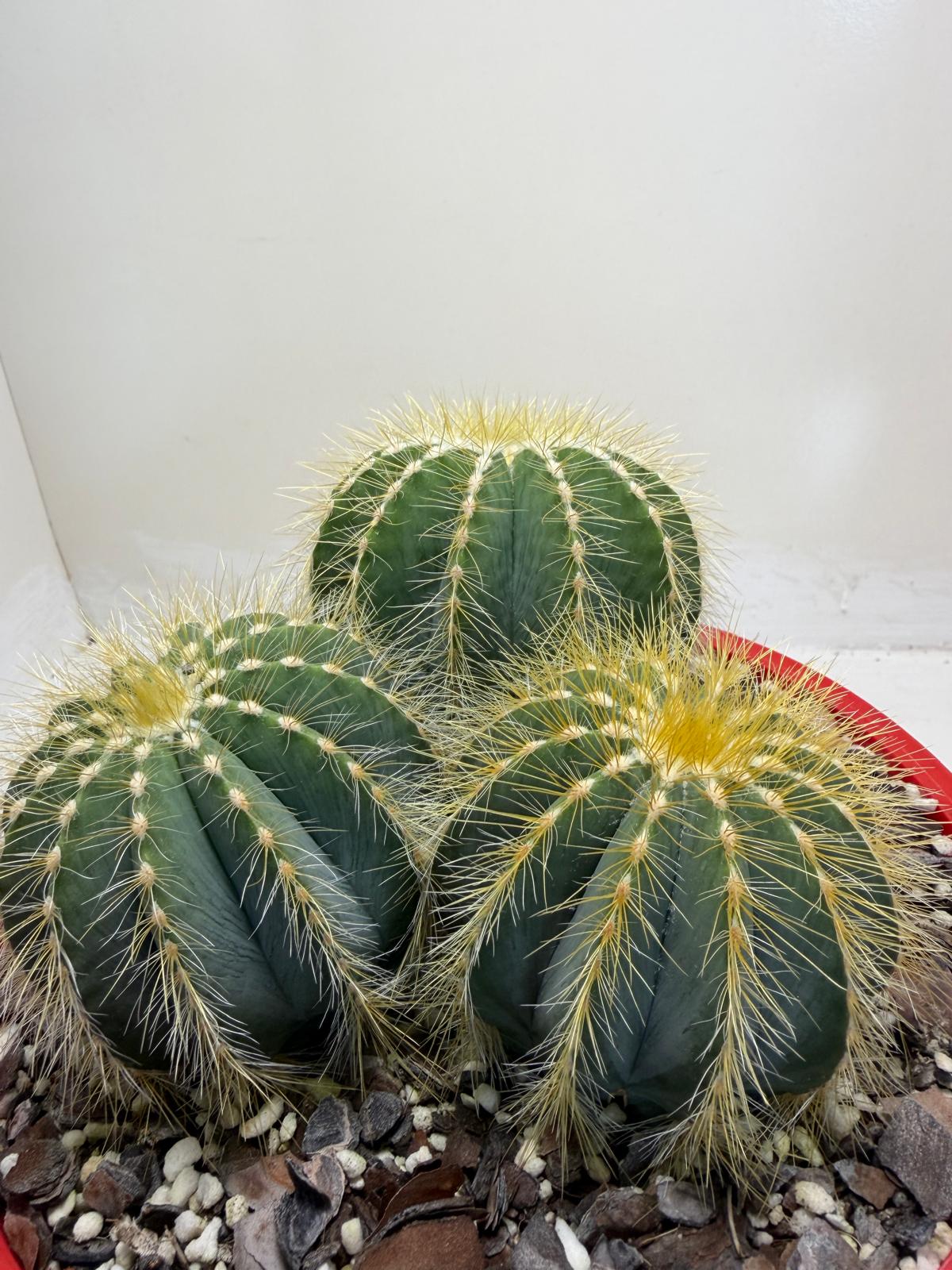 Parodia magnifica