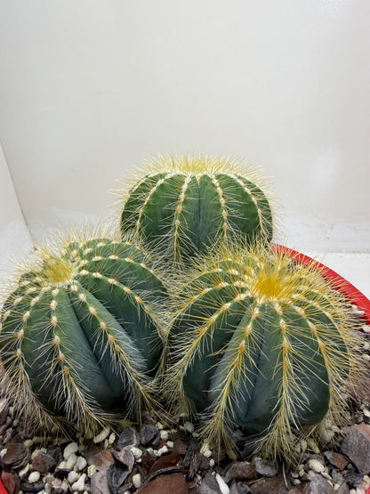 Parodia magnifica