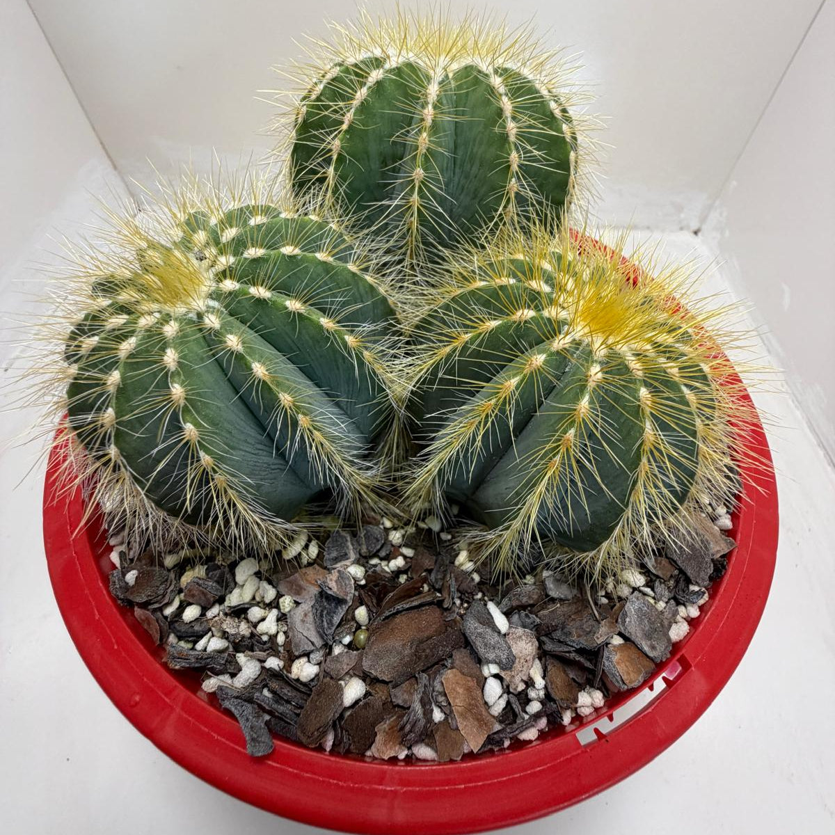 Parodia magnifica