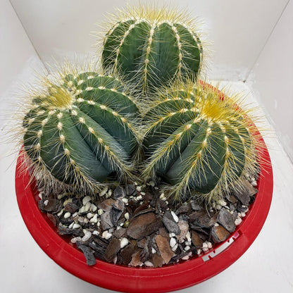 Parodia magnifica