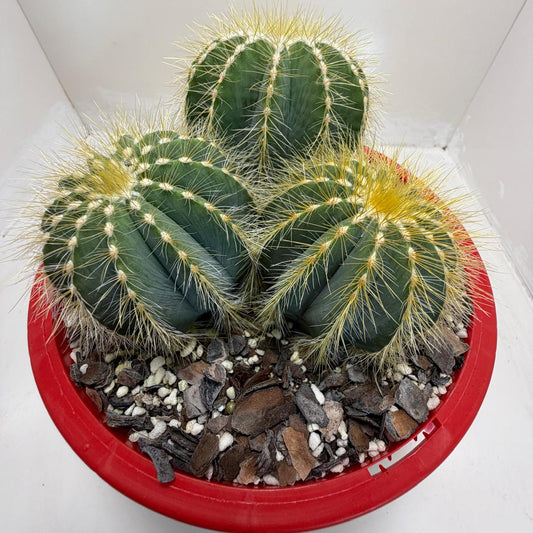 Buy Parodia magnifica | Indoor & Outdoor Plant