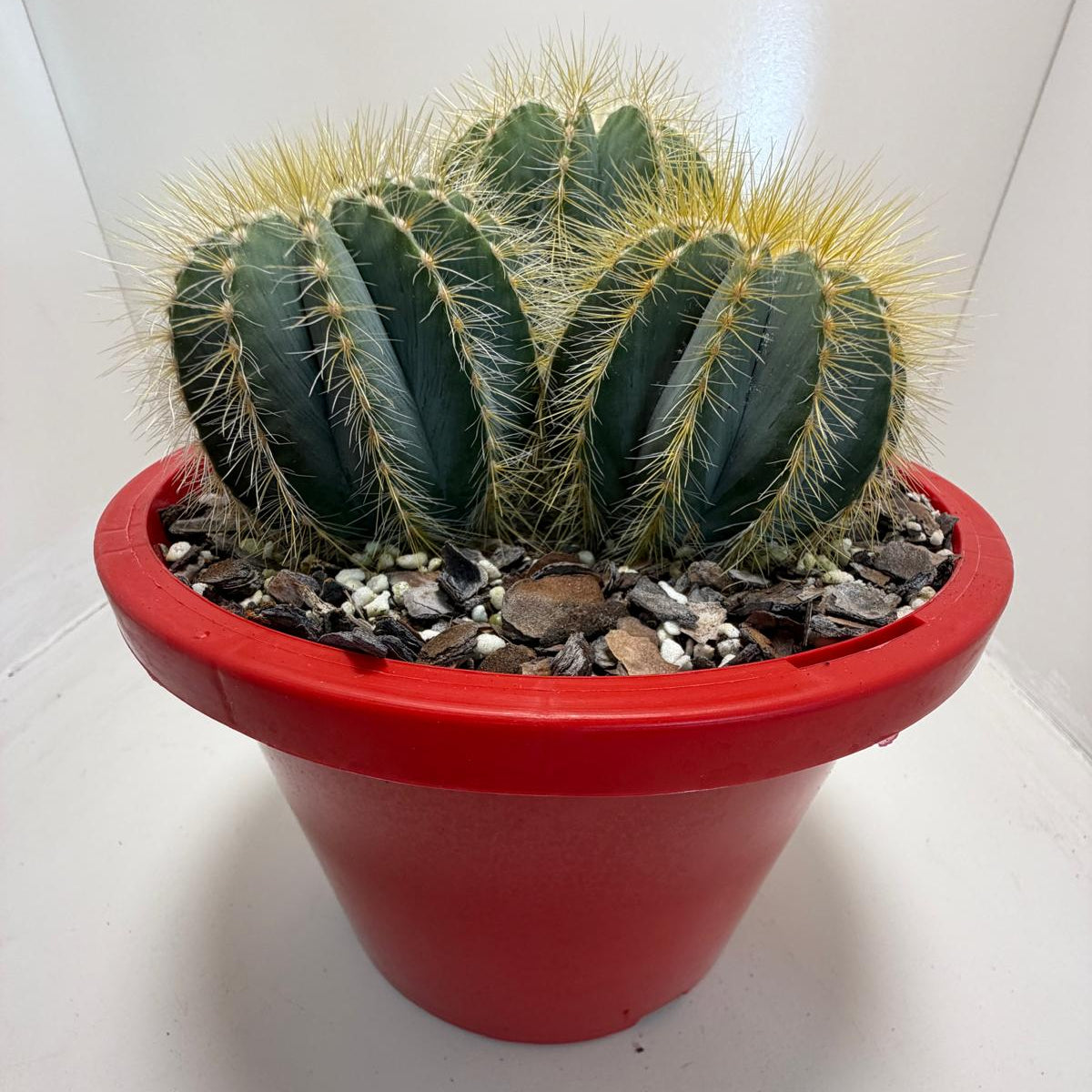 Parodia magnifica
