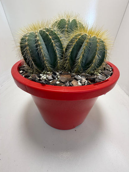 Parodia magnifica