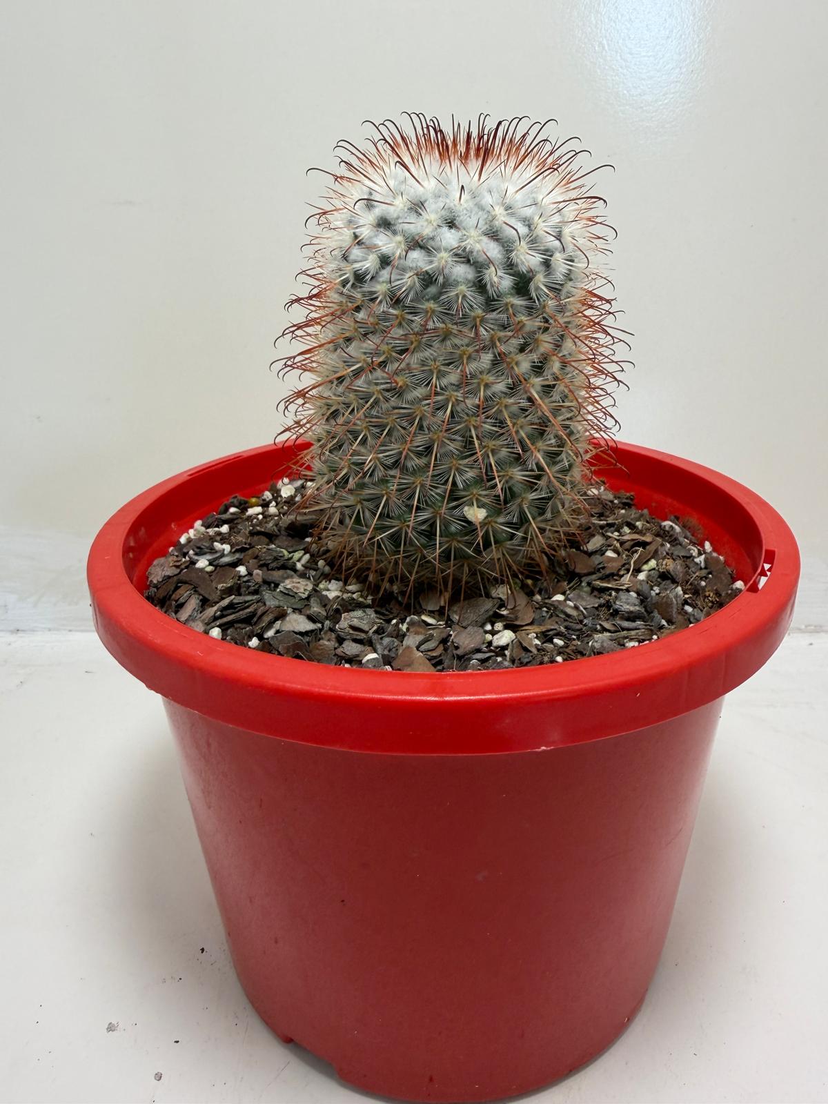 Mammillaria bombycina
