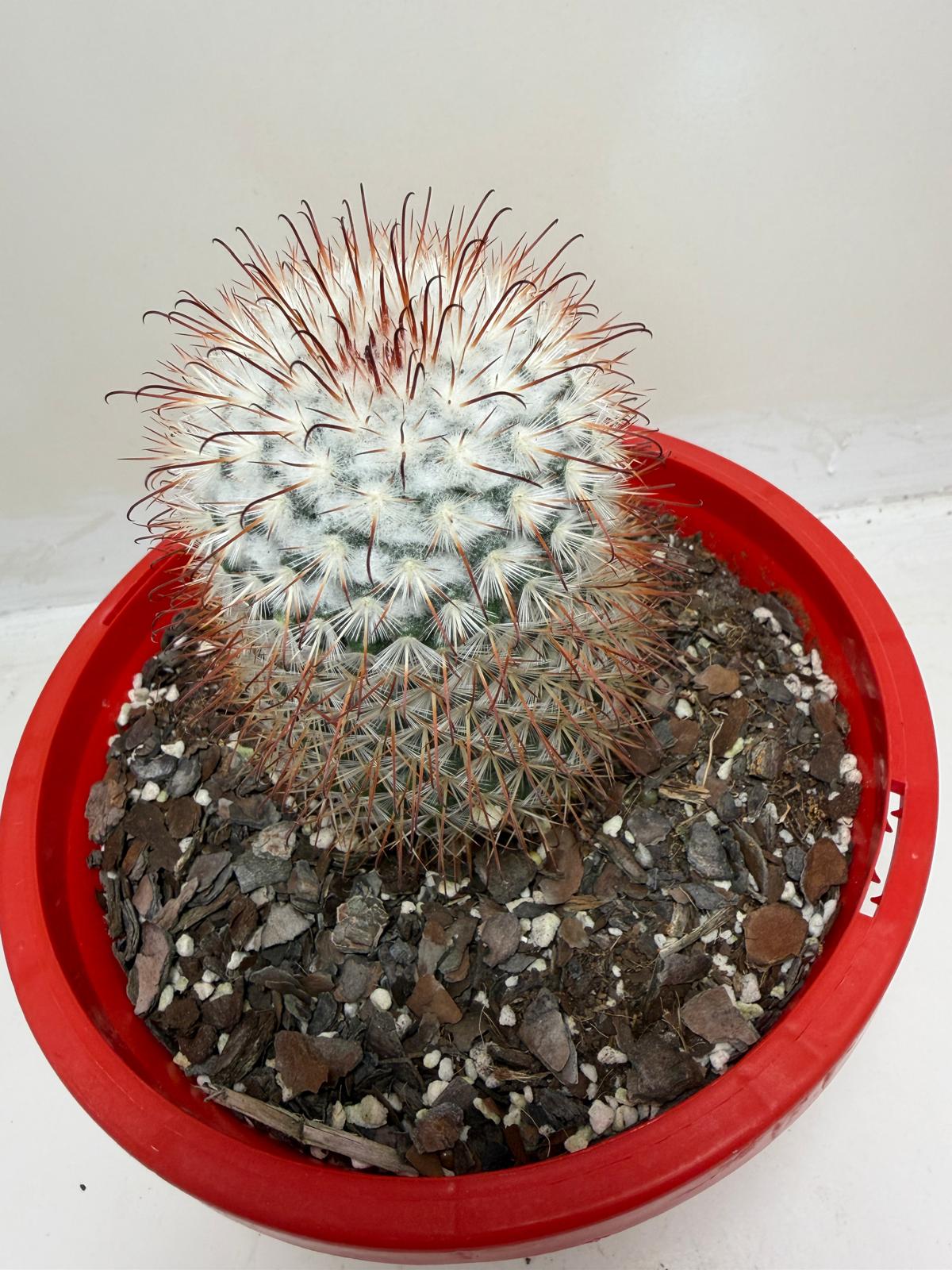 Mammillaria bombycina