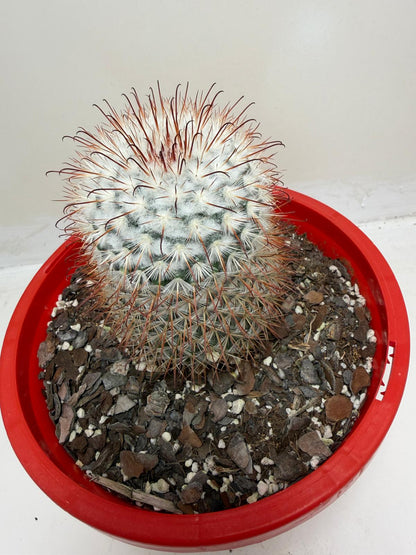 Mammillaria bombycina