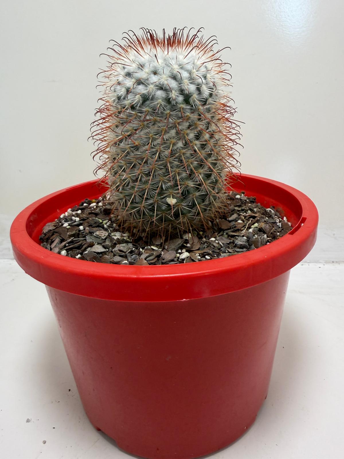 Mammillaria bombycina