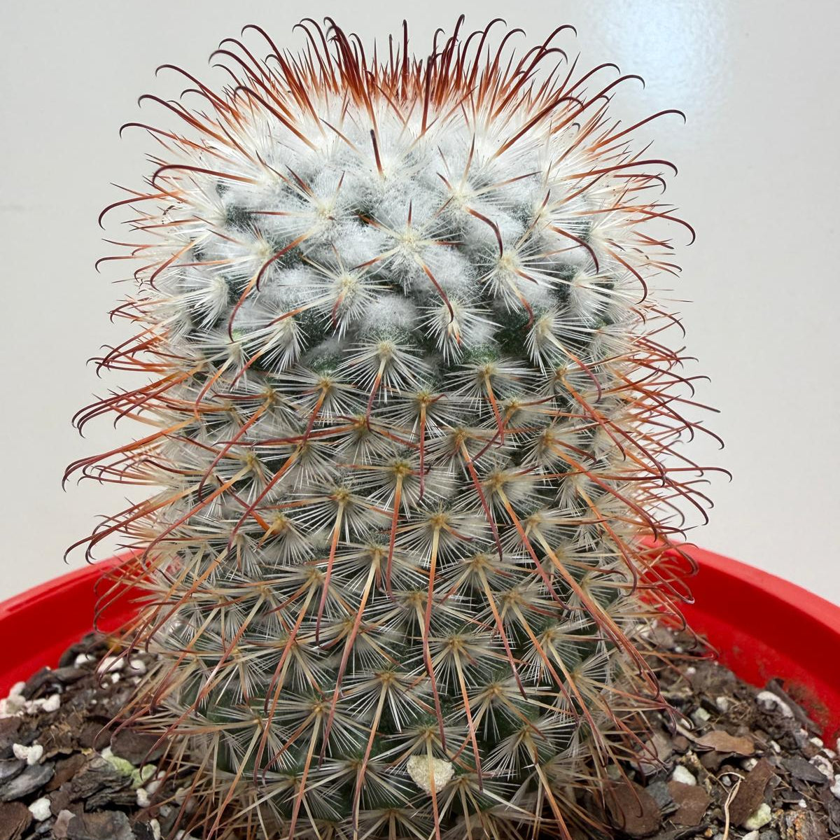 Mammillaria bombycina
