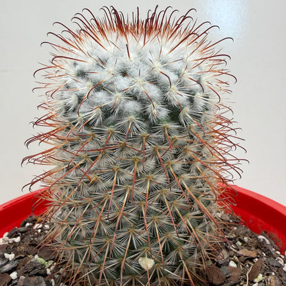 Mammillaria bombycina