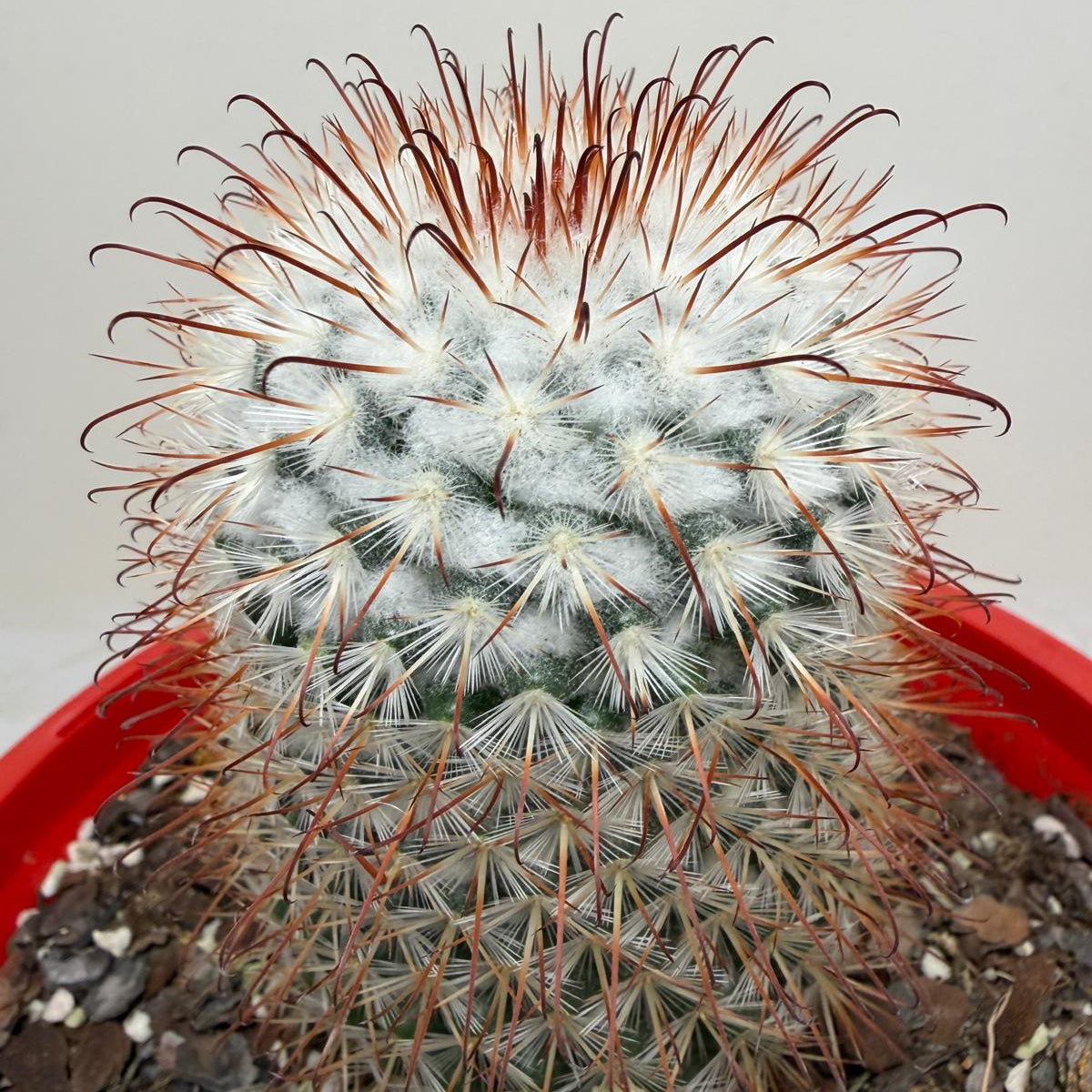 Mammillaria bombycina