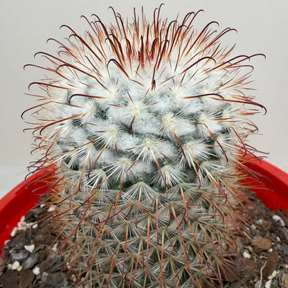 Mammillaria bombycina