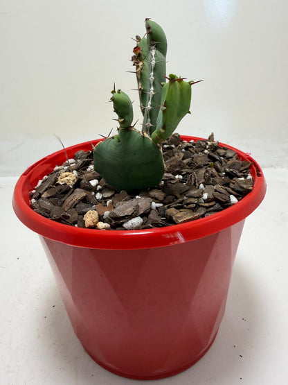 Euphorbia Opuntioides