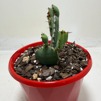 Euphorbia Opuntioides