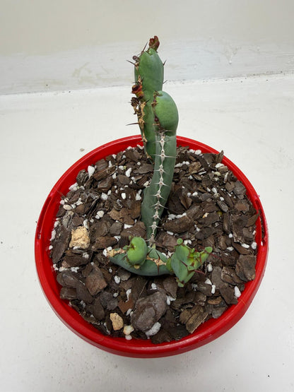 Euphorbia Opuntioides