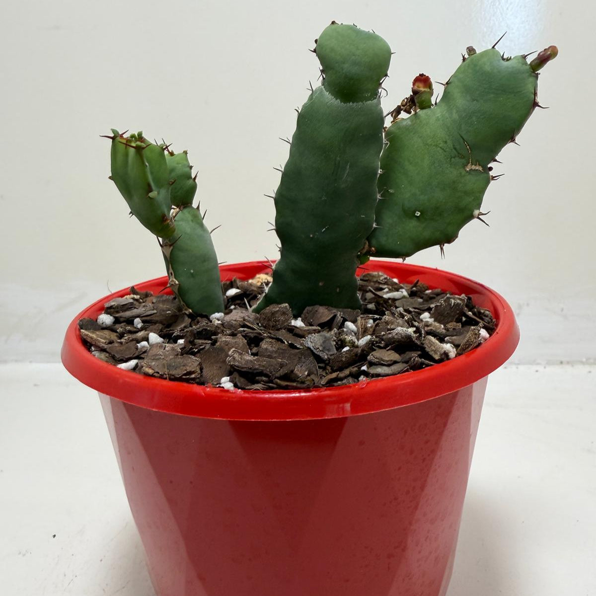 Euphorbia Opuntioides
