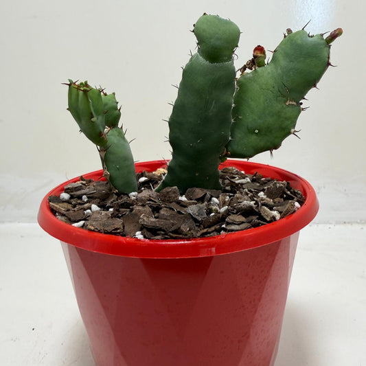 Buy Euphorbia opuntioides | Rare & Exotic Plant