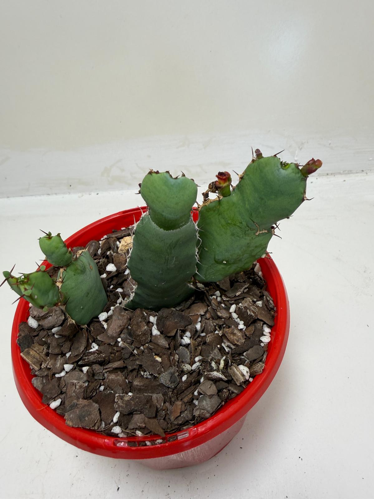 Euphorbia Opuntioides