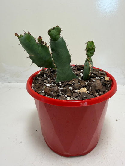 Euphorbia Opuntioides